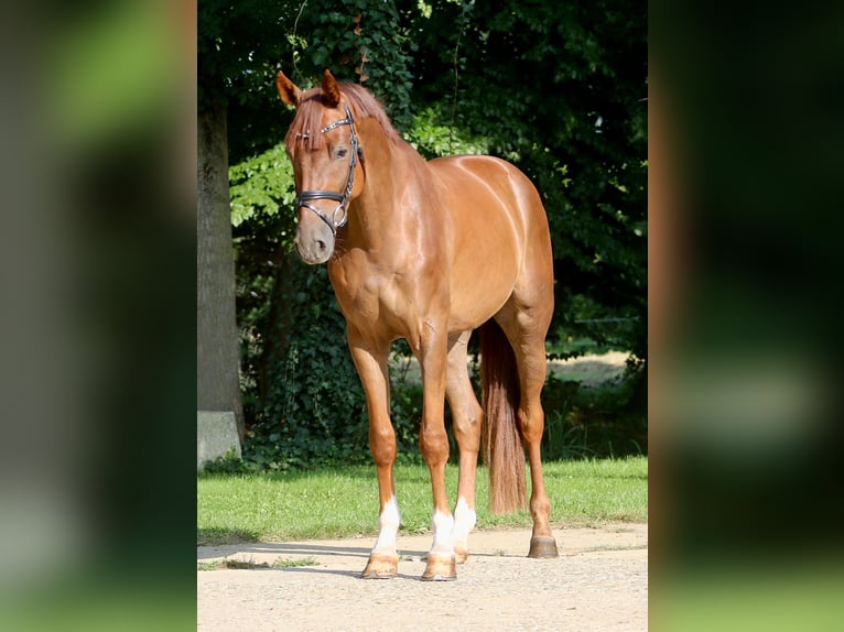 Westphalian Gelding 4 years 16,1 hh Chestnut-Red in H&#xF6;rstel
