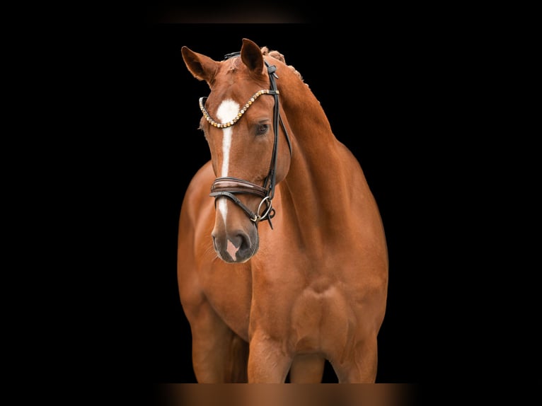 Westphalian Gelding 4 years 16,1 hh Chestnut-Red in Wehringen