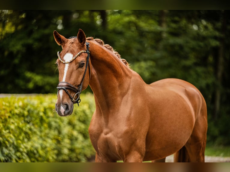 Westphalian Gelding 4 years 16,1 hh Chestnut-Red in Wehringen