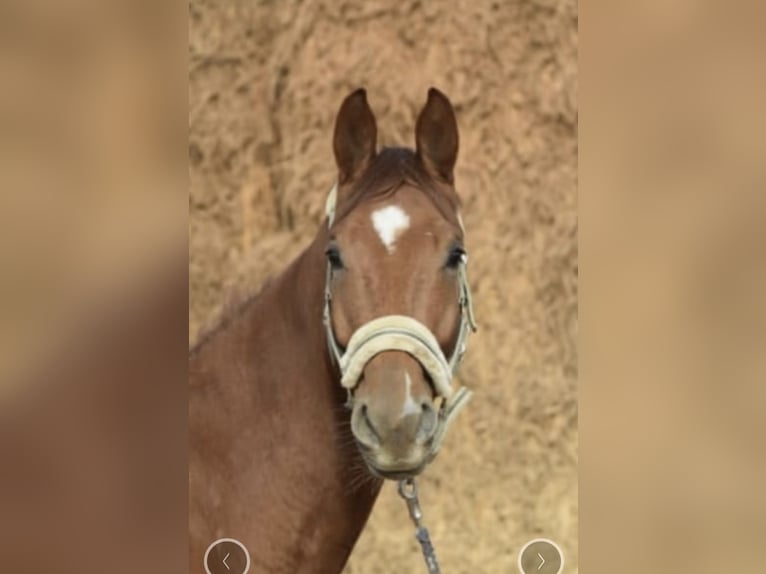 Westphalian Gelding 4 years 16,1 hh Chestnut-Red in Gummersbach