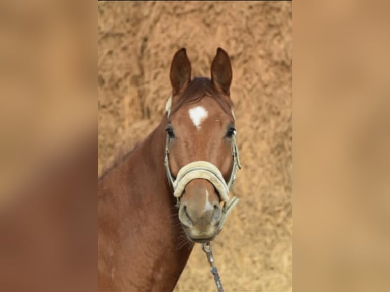 Westphalian Gelding 4 years 16,1 hh Chestnut-Red in Overath