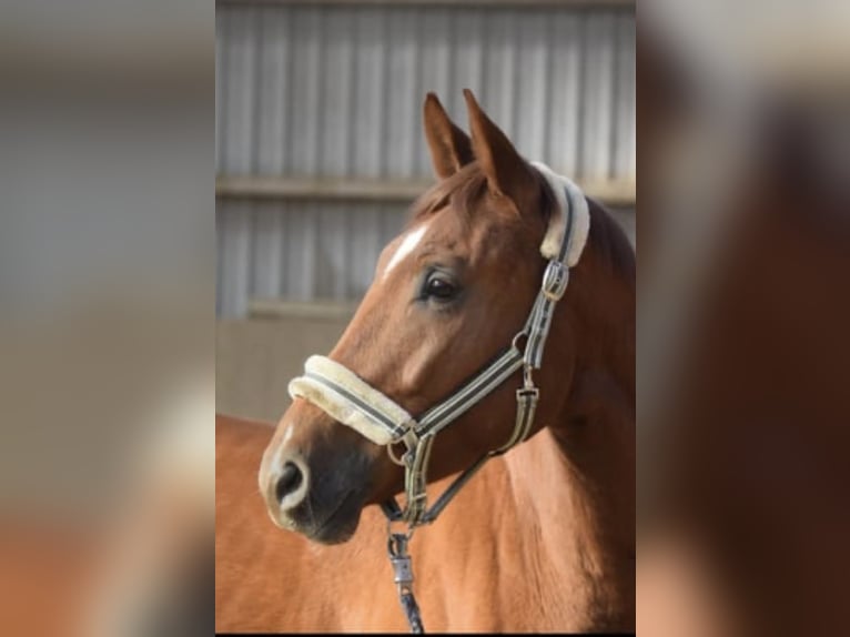 Westphalian Gelding 4 years 16,1 hh Chestnut-Red in Overath