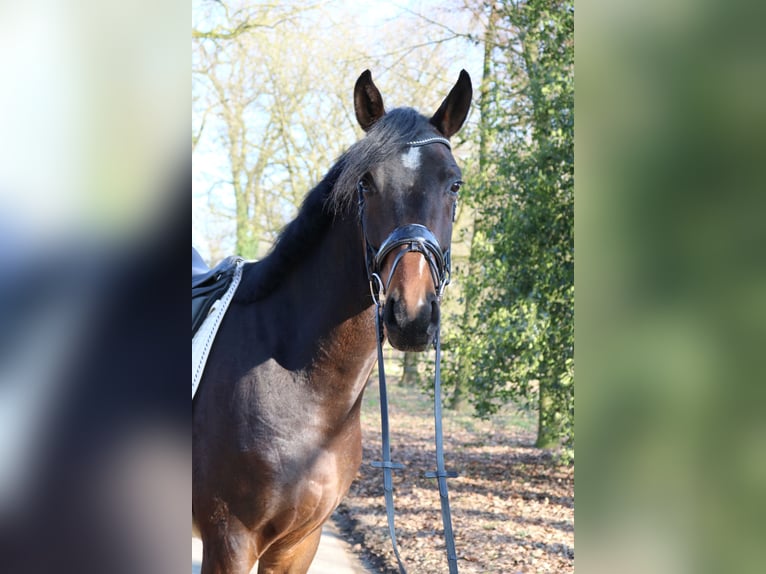Westphalian Gelding 4 years 16,1 hh in F&#xFC;rstenau