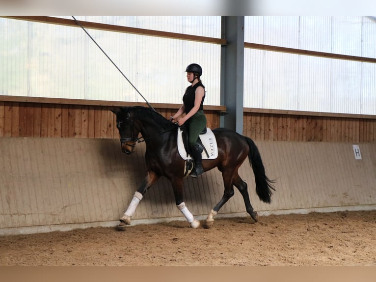 Westphalian Gelding 4 years 16,1 hh in F&#xFC;rstenau