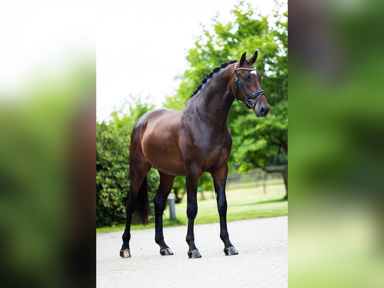 Westphalian Gelding 4 years 16,2 hh Bay-Dark in H&#xF6;rstel