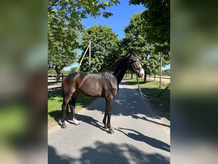 Westphalian Gelding 4 years 16,2 hh Bay-Dark in Greven
