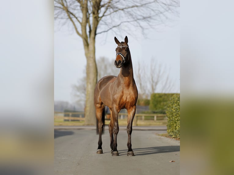 Westphalian Gelding 4 years 16,2 hh Bay-Dark in Vechta