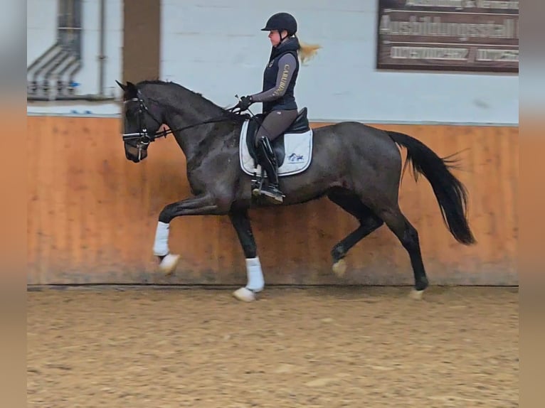 Westphalian Gelding 4 years 16,2 hh Bay-Dark in Röttingen