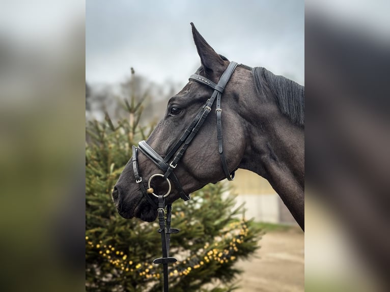 Westphalian Gelding 4 years 16,2 hh Bay-Dark in Barntrup