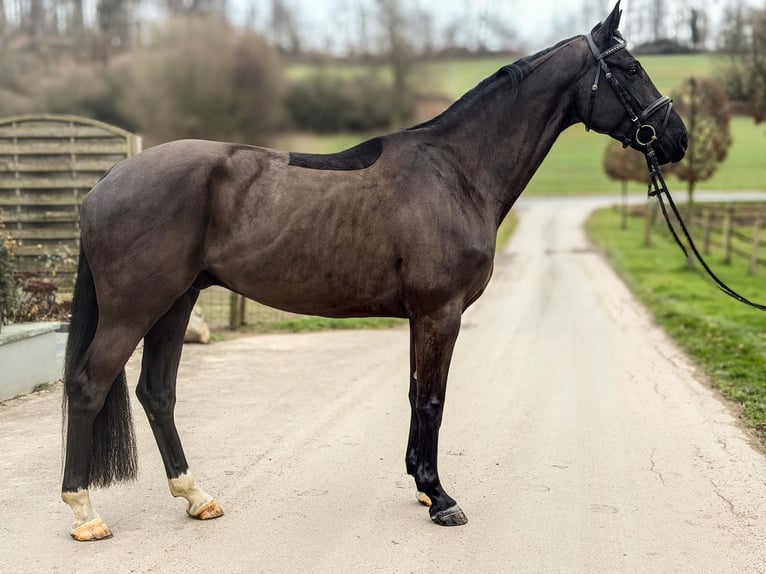 Westphalian Gelding 4 years 16,2 hh Bay-Dark in Barntrup