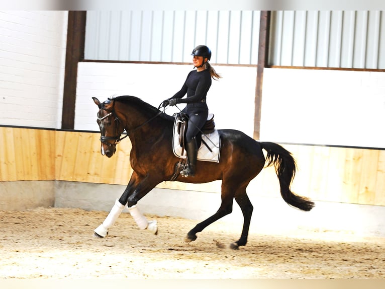 Westphalian Gelding 4 years 16,2 hh Bay-Dark in Kempen