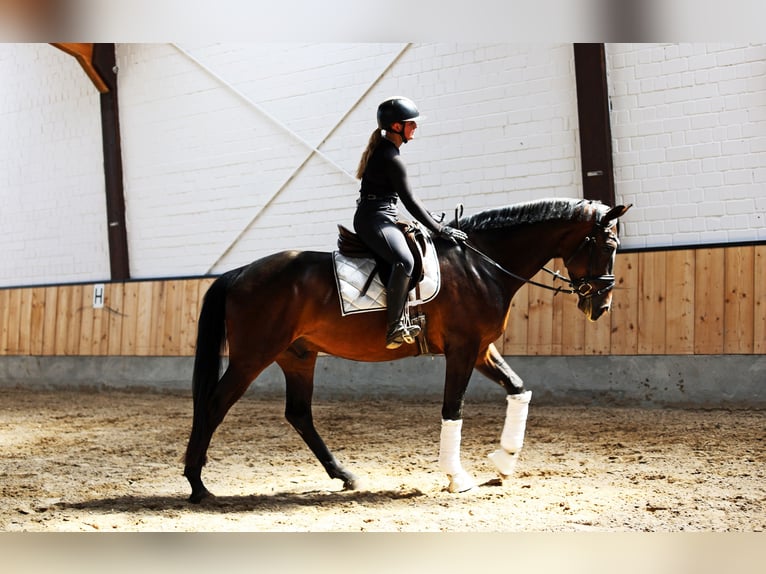 Westphalian Gelding 4 years 16,2 hh Bay-Dark in Kempen