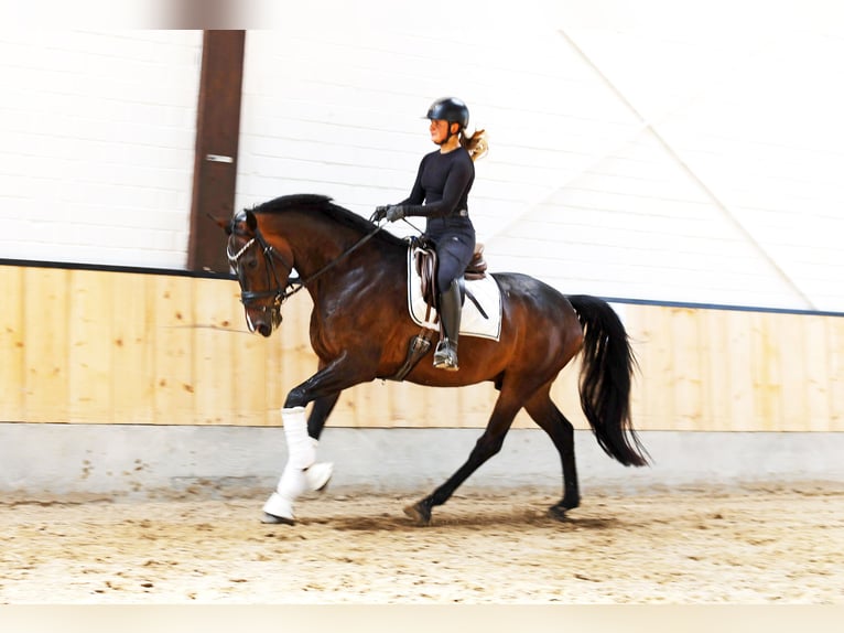 Westphalian Gelding 4 years 16,2 hh Bay-Dark in Kempen