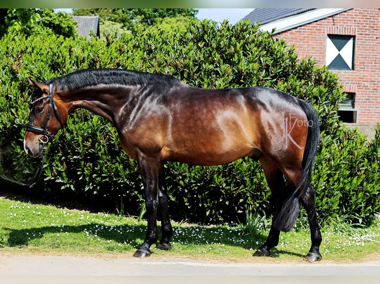 Westphalian Gelding 4 years 16,2 hh Bay-Dark in Kempen