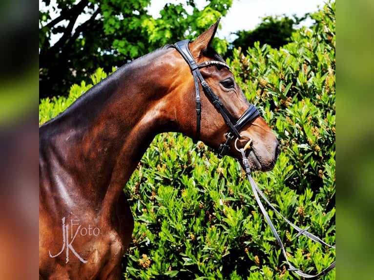 Westphalian Gelding 4 years 16,2 hh Bay-Dark in Kempen