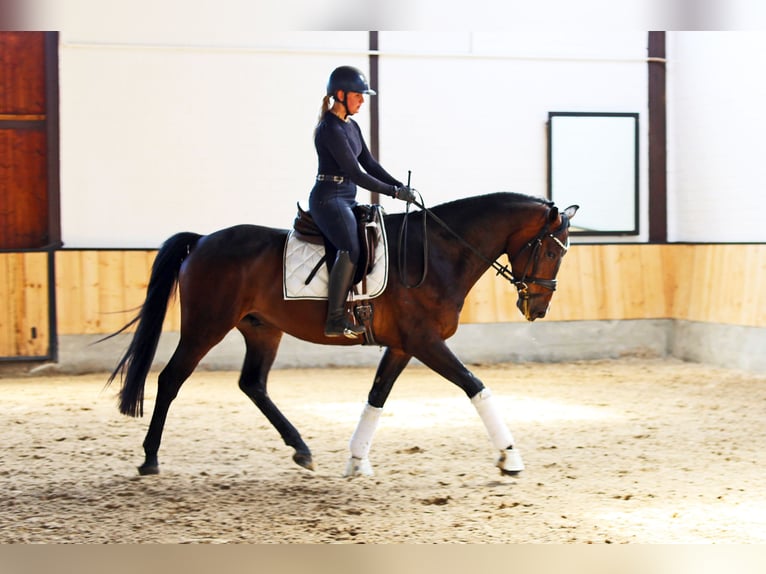 Westphalian Gelding 4 years 16,2 hh Bay-Dark in Kempen
