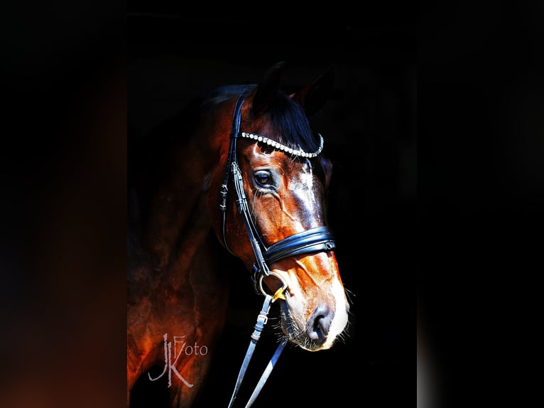 Westphalian Gelding 4 years 16,2 hh Bay-Dark in Kempen