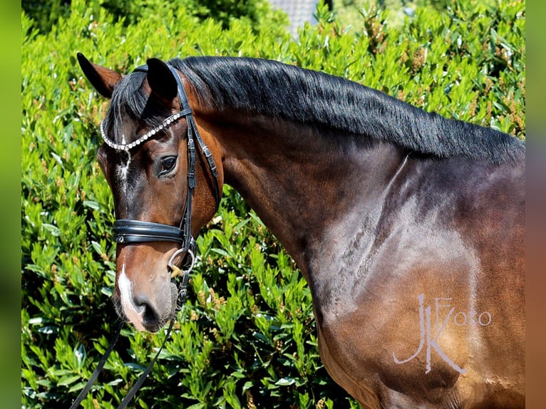 Westphalian Gelding 4 years 16,2 hh Bay-Dark in Kempen