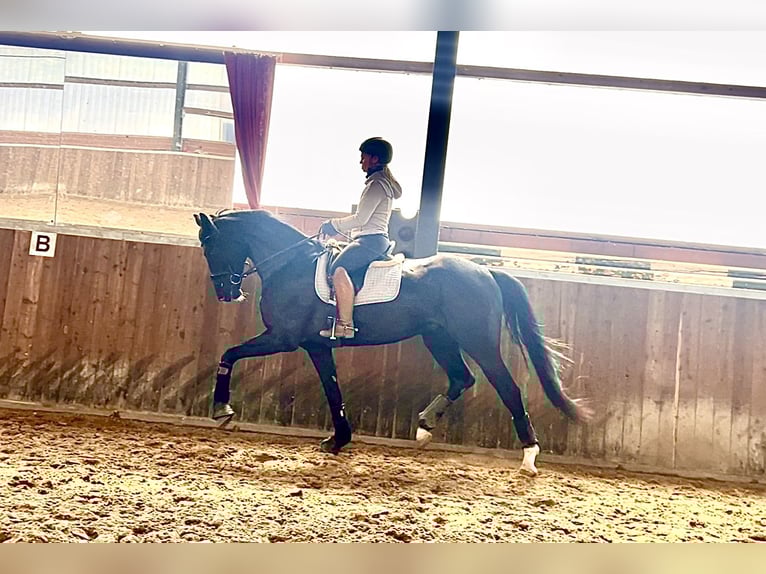 Westphalian Gelding 4 years 16,2 hh Black in Recke, bei Osnabr&#xFC;ck