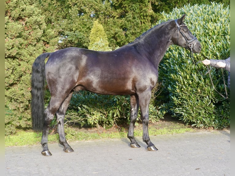 Westphalian Gelding 4 years 16,2 hh Black in Paderborn