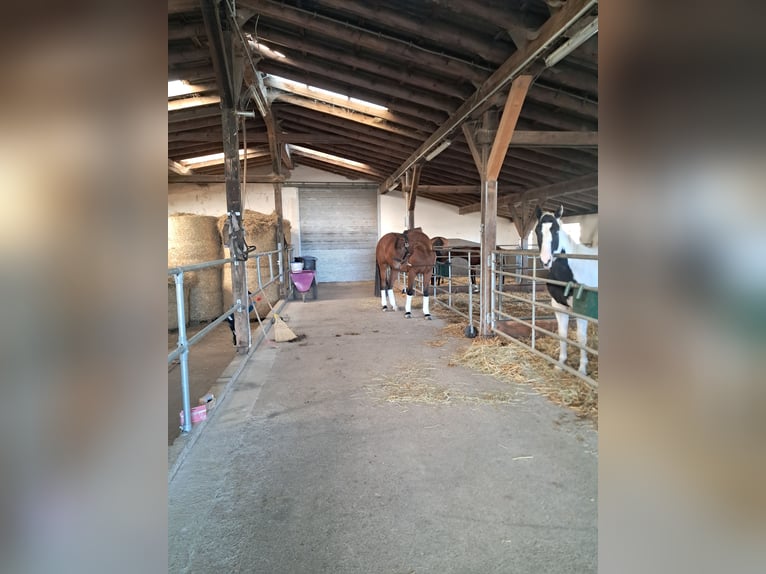Westphalian Gelding 4 years 16,2 hh Brown in Brilon