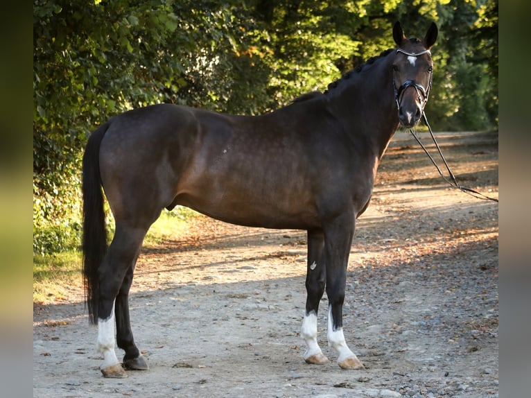 Westphalian Gelding 4 years 16,2 hh Brown in Wuppertal