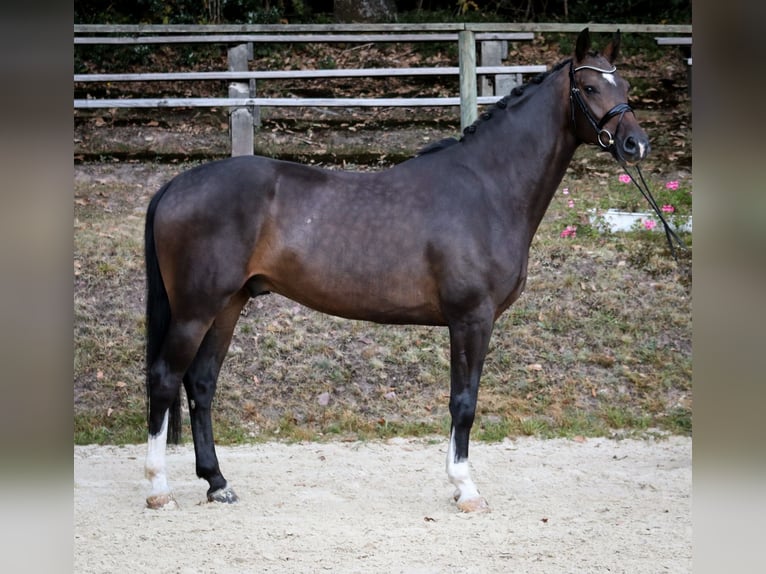 Westphalian Gelding 4 years 16,2 hh Brown in Wuppertal