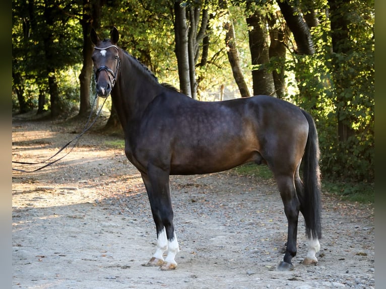 Westphalian Gelding 4 years 16,2 hh Brown in Wuppertal