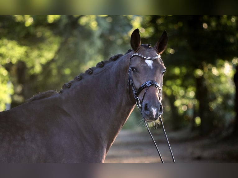 Westphalian Gelding 4 years 16,2 hh Brown in Wuppertal