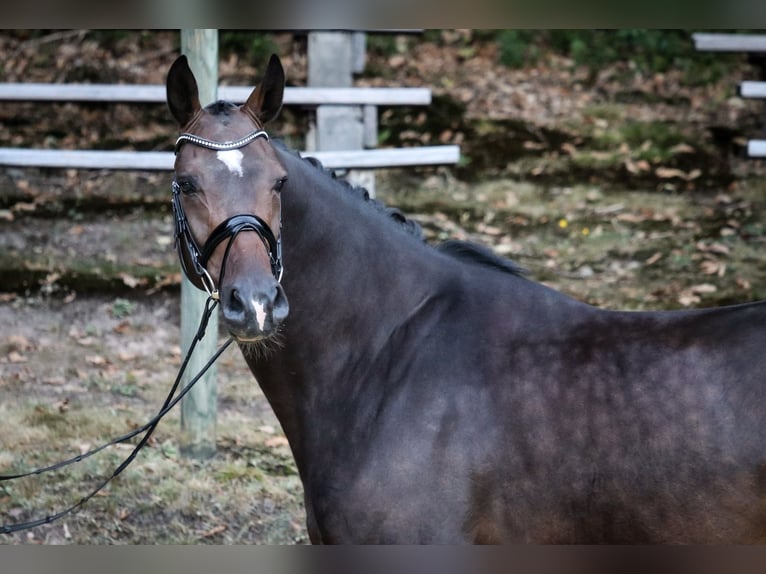 Westphalian Gelding 4 years 16,2 hh Brown in Wuppertal