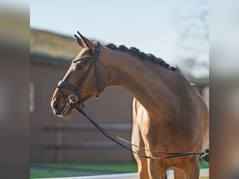 Westphalian Gelding 4 years 16,2 hh Brown in Münster-Handorf
