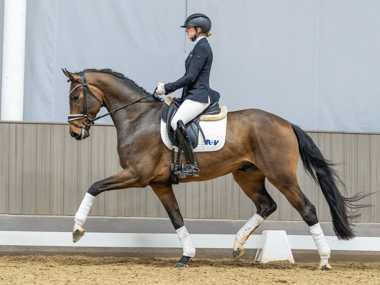 Westphalian Gelding 4 years 16,2 hh Brown in Münster-Handorf