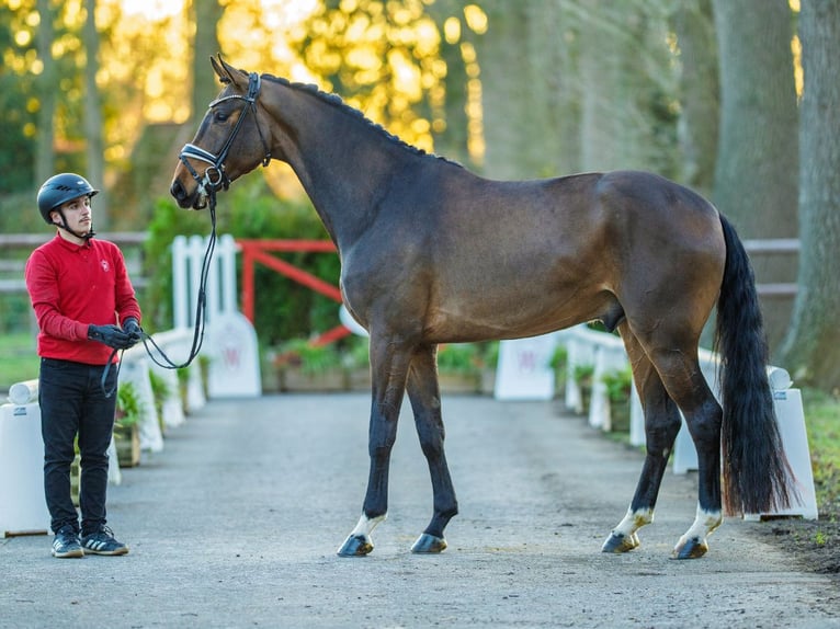 Westphalian Gelding 4 years 16,2 hh Brown in Münster-Handorf
