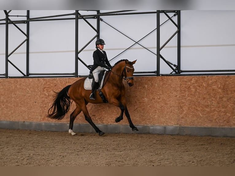 Westphalian Gelding 4 years 16,2 hh Brown in Cheb