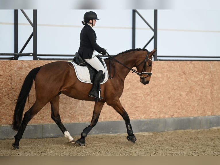 Westphalian Gelding 4 years 16,2 hh Brown in Cheb