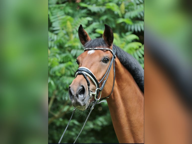 Westphalian Gelding 4 years 16,2 hh Brown in Tecklenburg