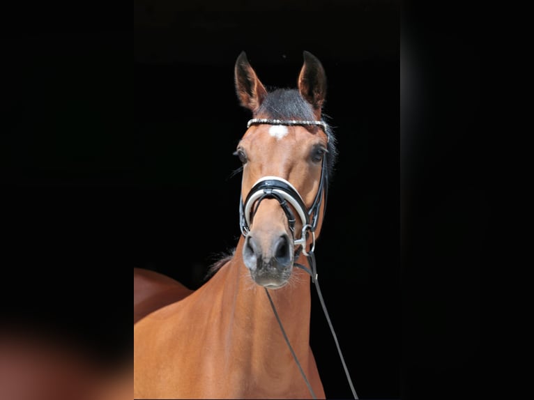 Westphalian Gelding 4 years 16,2 hh Brown in Tecklenburg