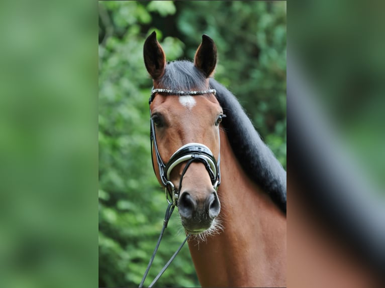 Westphalian Gelding 4 years 16,2 hh Brown in Tecklenburg