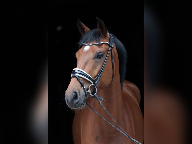 Westphalian Gelding 4 years 16,2 hh Brown in Tecklenburg