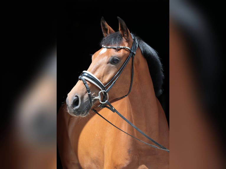 Westphalian Gelding 4 years 16,2 hh Brown in Tecklenburg