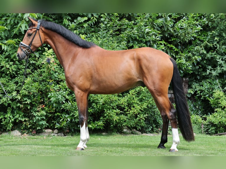 Westphalian Gelding 4 years 16,2 hh Brown in Tecklenburg