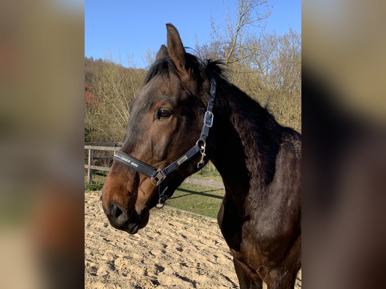 Westphalian Gelding 4 years 16,2 hh Brown in Horn-Bad Meinberg