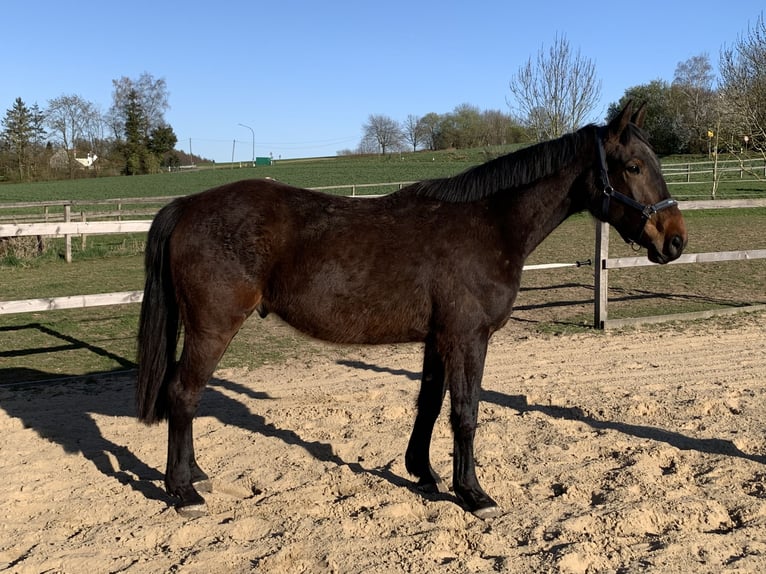 Westphalian Gelding 4 years 16,2 hh Brown in Horn-Bad Meinberg