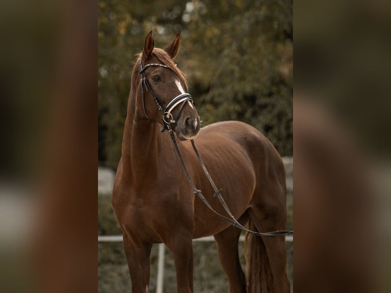 Westphalian Gelding 4 years 16,2 hh Chestnut in Hockenheim