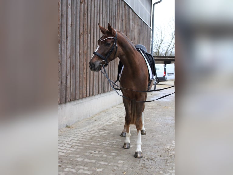 Westphalian Gelding 4 years 16,2 hh Chestnut in Hockenheim