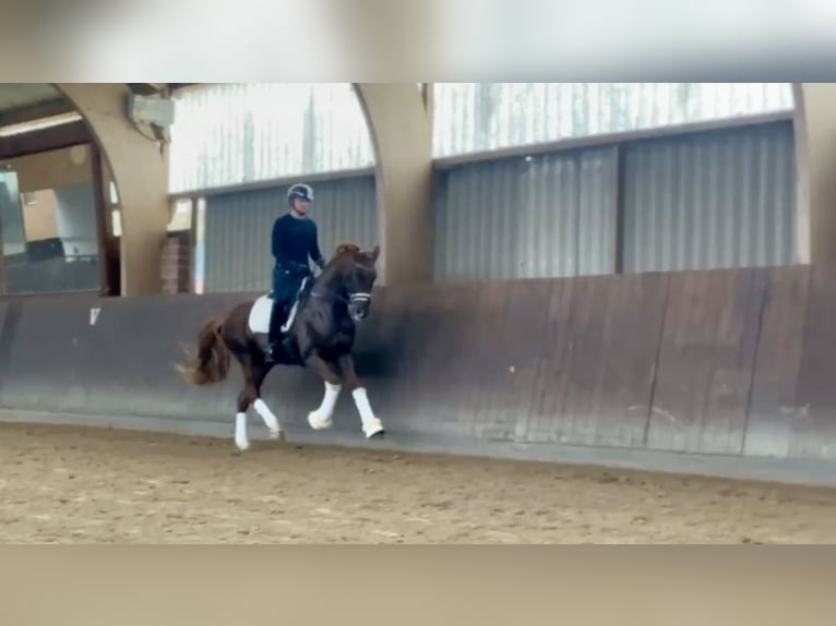 Westphalian Gelding 4 years 16,2 hh Chestnut in Wagenfeld
