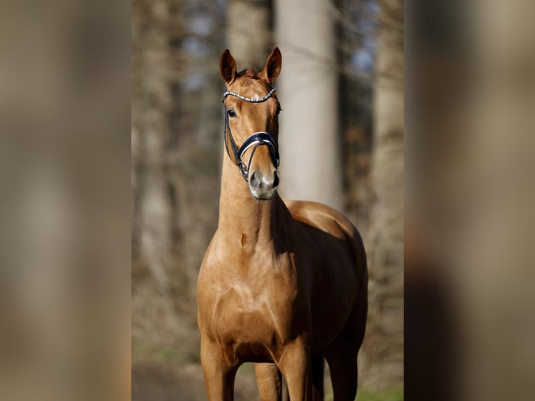 Westphalian Gelding 4 years 16,2 hh Chestnut-Red in Steinfurt