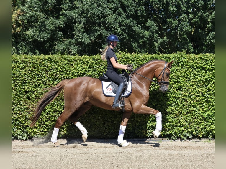 Westphalian Gelding 4 years 16,2 hh Chestnut-Red in Nottuln