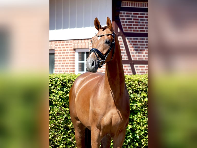Westphalian Gelding 4 years 16,2 hh Chestnut-Red in Nottuln