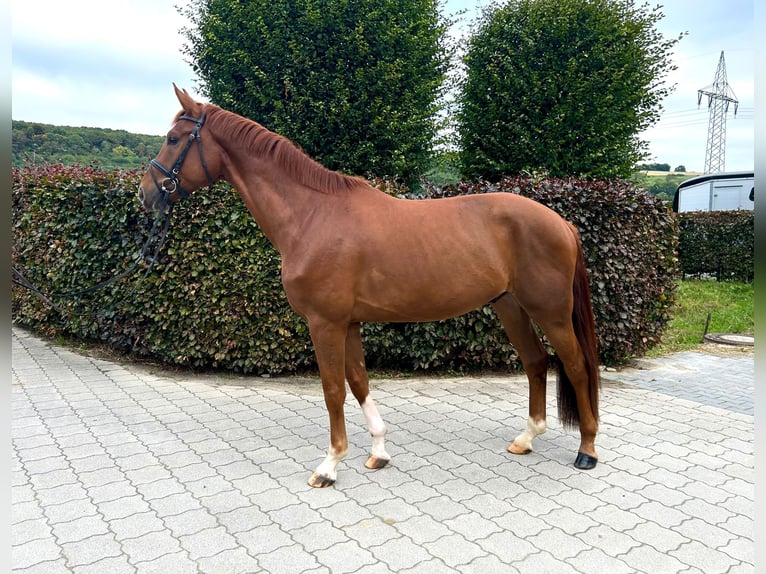 Westphalian Gelding 4 years 16,2 hh Chestnut-Red in Salzkotten